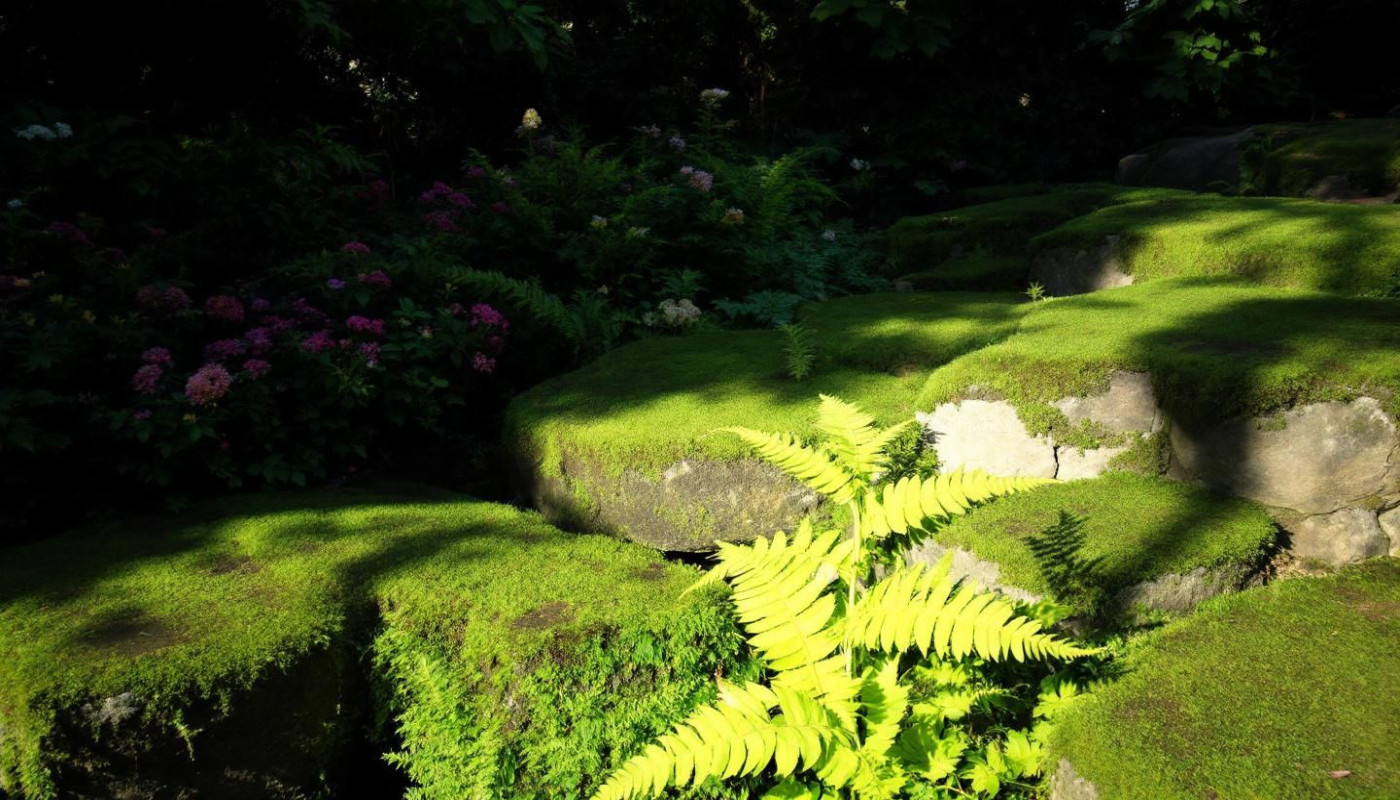 Comment revitaliser un jardin ombragé naturellement ?